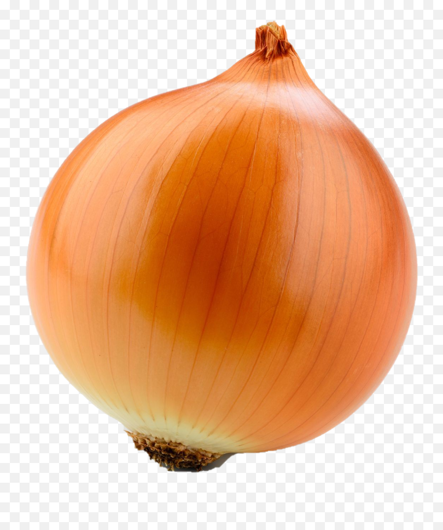 Onion Transparent File - Transparent Onion Png,Onion Transparent Onion Transparent File - Transparent Onion Png,Onion Transparent
