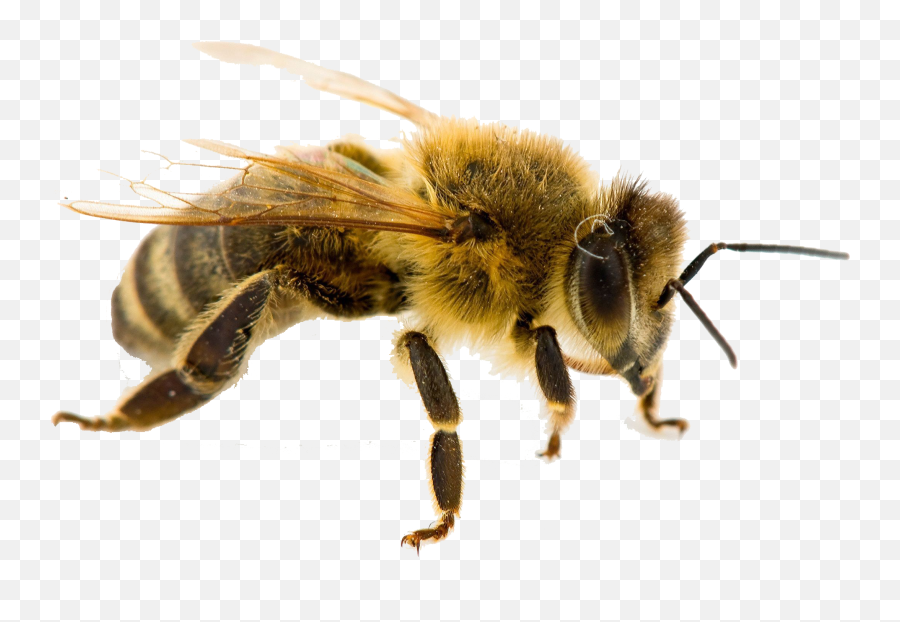 Honey Bee Png Download Free Clip Art - Worker Bee,Bee Png