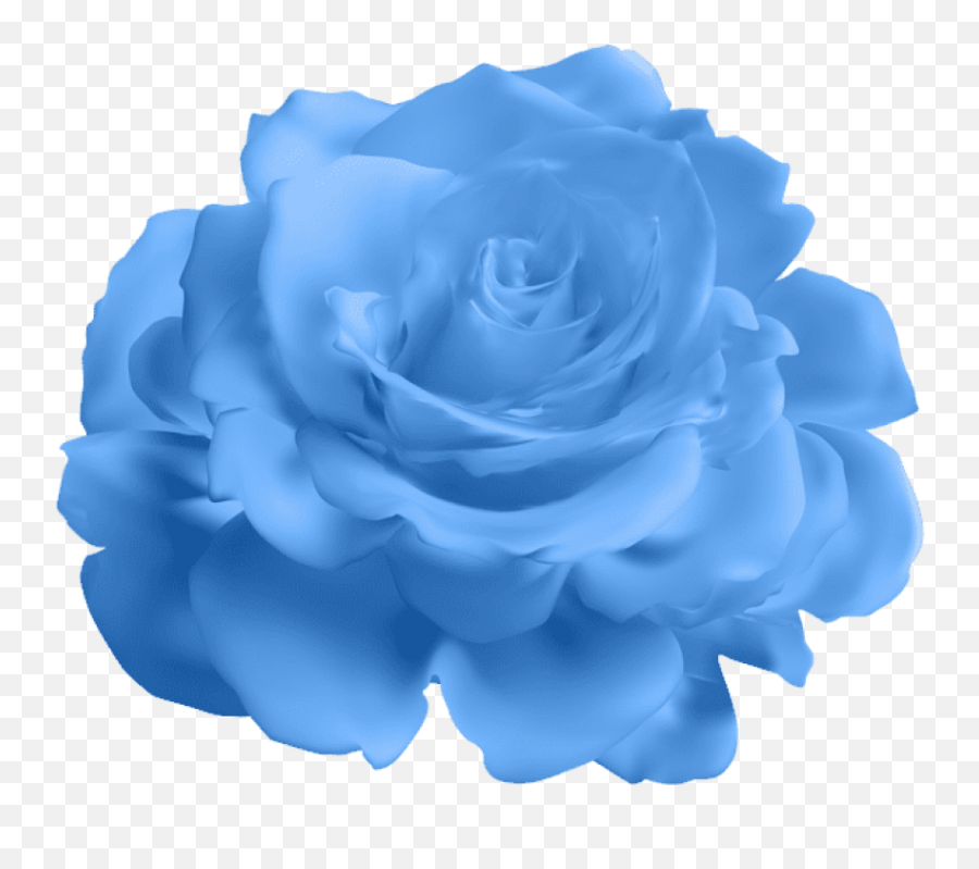Download Blue Rose Transparent Png Image With No - Blue Rose,Roses Transparent Background