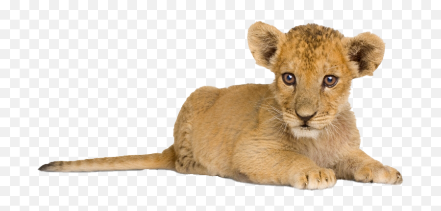 Lion Cub Png File All - Lion Kids,Download.png Files