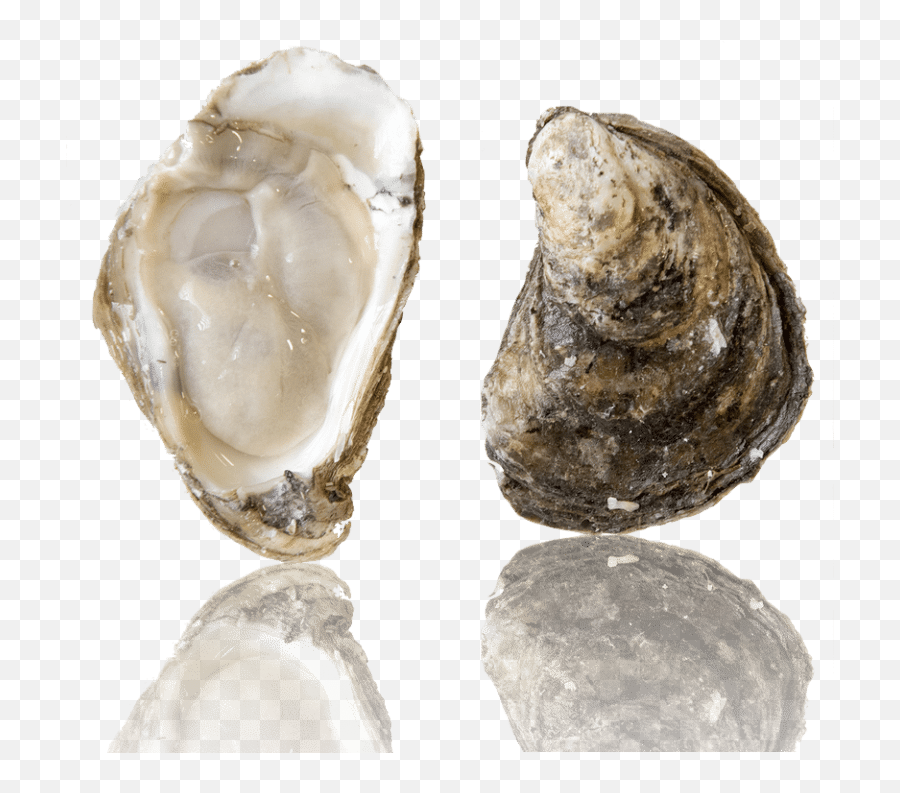 Barcat Oysters Transparent Png Image - Barcat Oysters,Oysters Png