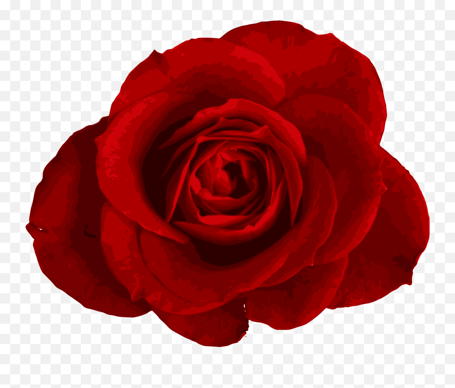 Download Red Rose Png - Transparent Png Png Images Transparent Background Flower Png,Rose Vine Png