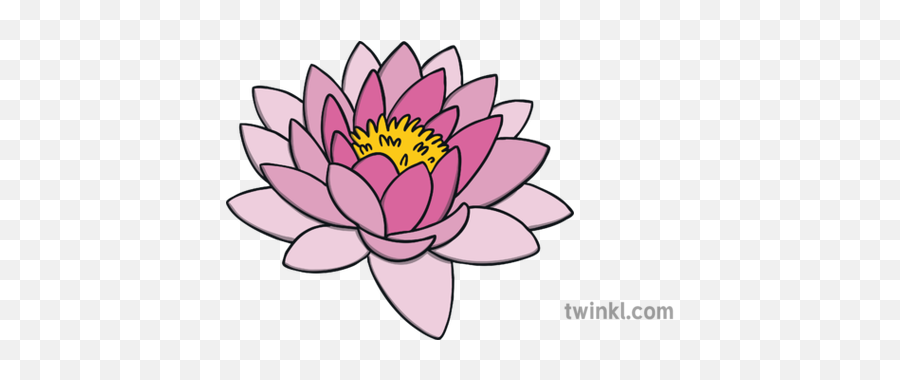 Lotus Flower Topics Ks1 Illustration - Twinkl Washing With Hands With Bubbles Drawing Png,Lotus Flower Transparent