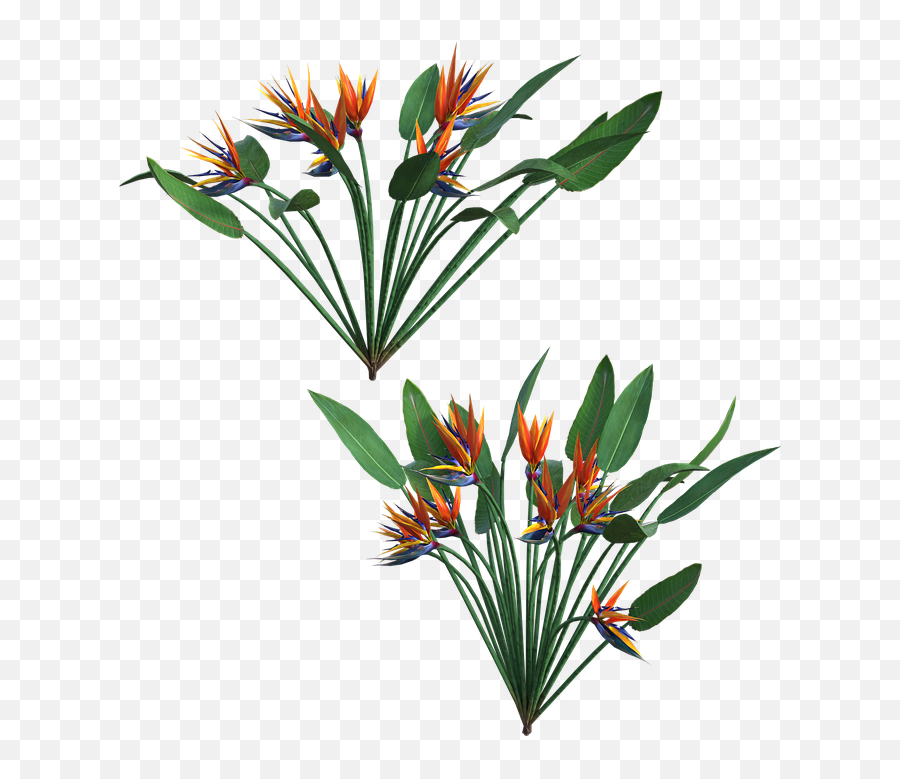 Tropical Plant Nature - Free Image On Pixabay Portable Network Graphics Png,Tropical Plant Png