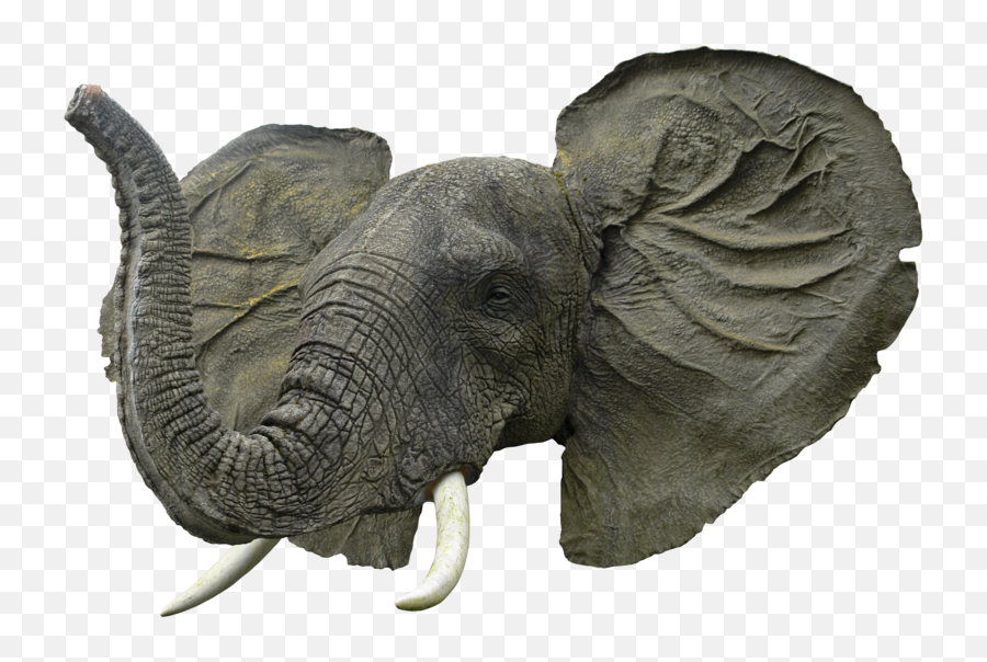 Elephant Face Png Transparent Image - Elephant Head Png,Elephant Transparent Background