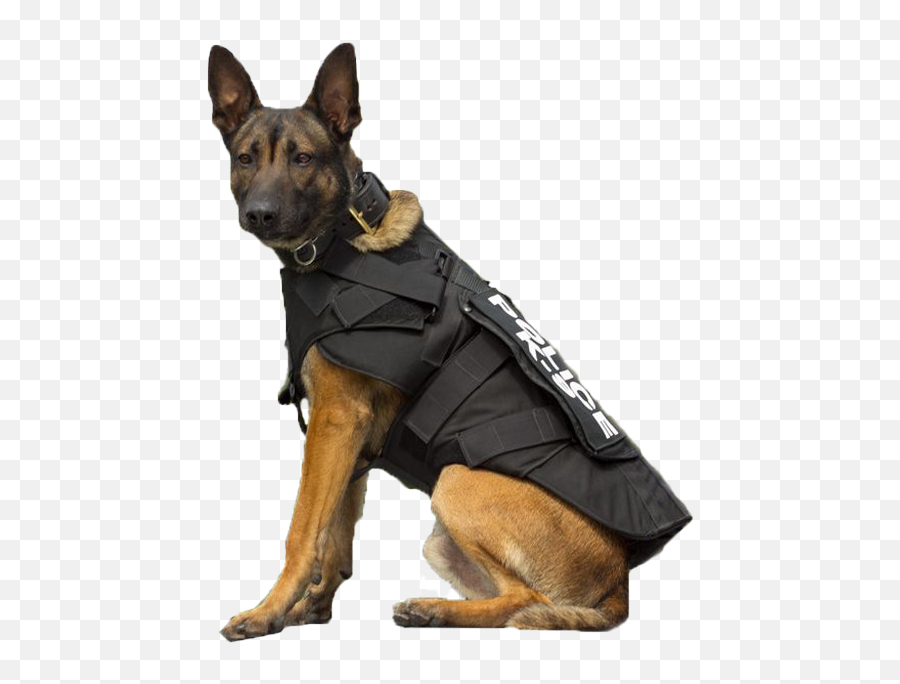 Police German Shepherd Dog Transparent Images Png Arts - Using Dogs For Police Work Is Animal Abuse,German Shepherd Transparent