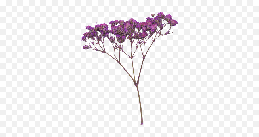 Hi - Res Image Of Purple Babyu0027s Breath Breath And Purple Flowers Png,Purple Flower Transparent