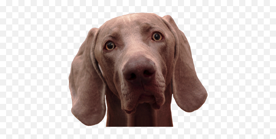 Download Hd Alf U0026 Mio - Weimaraner Transparent Png Image Weimaraner,Alf Png