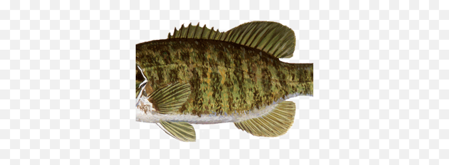 Citation Fish Wvka - Wisconsin Fish Species Png,Largemouth Bass Png