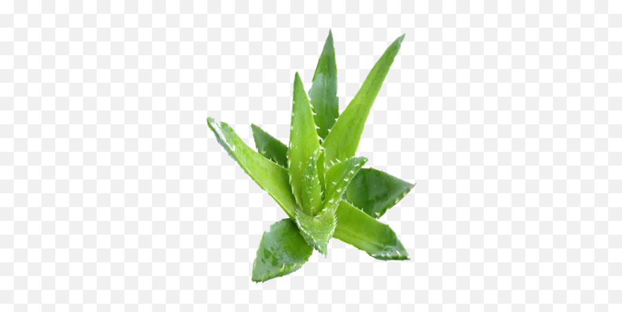 Aloe Vera - Aloe Vera Plante Png,Aloe Vera Plant Png