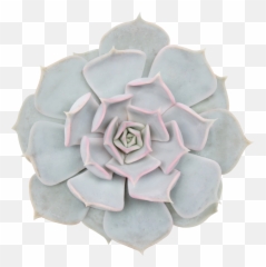 Pearls Succulents Consists Echeveria From Ovata - Elegans png