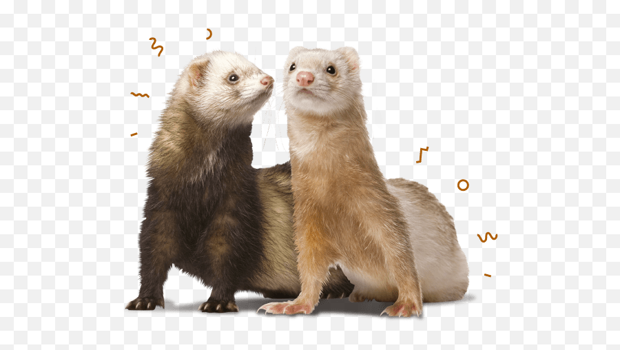 Ferret Food U0026 Nuggets Burgess Pet Care - Ferret Eat Transparent Png,Weasel Icon