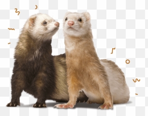 Ferret Food U0026 Nuggets Burgess Pet Care - Eat Transparent png