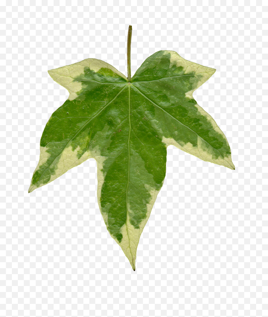 Ivy Leaves Png 5 Image - Ivy Leaf Texture,Ivy Png