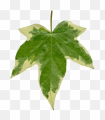 Ivy Leaves Png 5 Image - Ivy Leaf Texture,Ivy Png