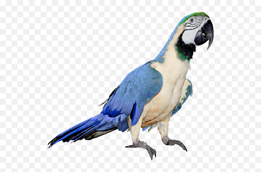 Parrot Png - Parrot Blue And White,Parrot Png