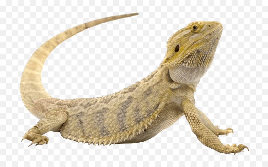 Transparent Png Image - Reptiles Transparent,Reptiles Png