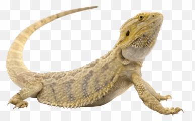Transparent Png Image - Reptiles Transparent,Reptiles Png