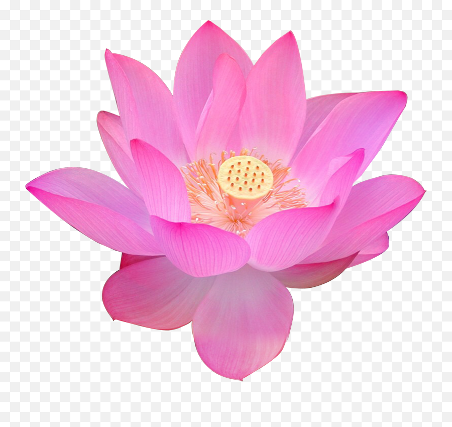 Egyptian Lotus Flower Falun Gong - Lotus Flower Images Png,Lotus Png