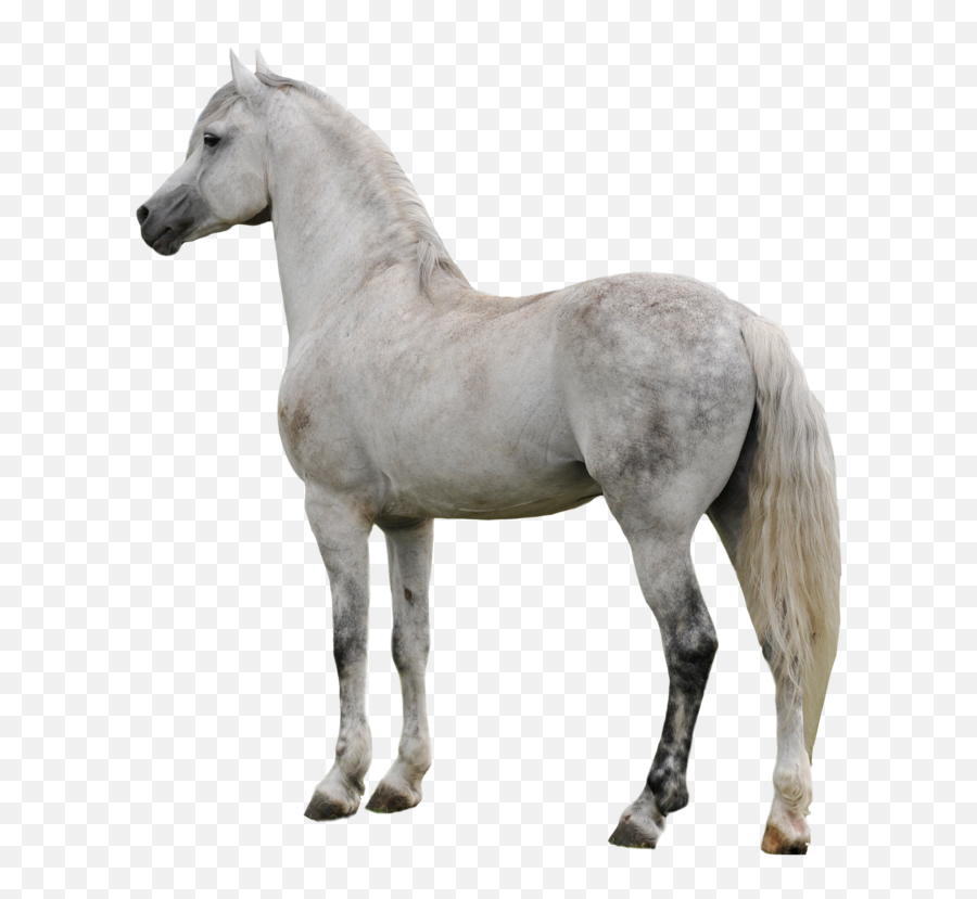 Horse Png Clipart - Transparent Background White Horse Png,Horse Clipart Png