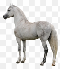Horse Png Clipart - Transparent Background White Horse Png,Horse Clipart Png
