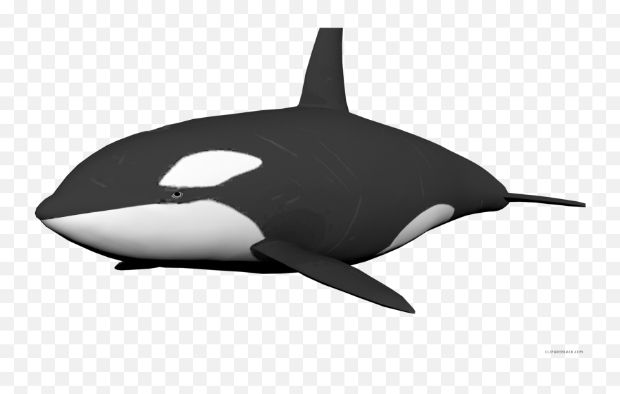 Download Clipartblack Com Animal Free - Cute Orca Transparent Background Png,Whale Clipart Png