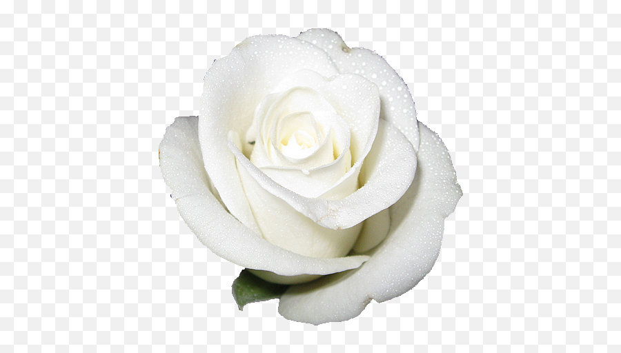 White Rose Transparent Background - White Rose With White Background Png,White Roses Png