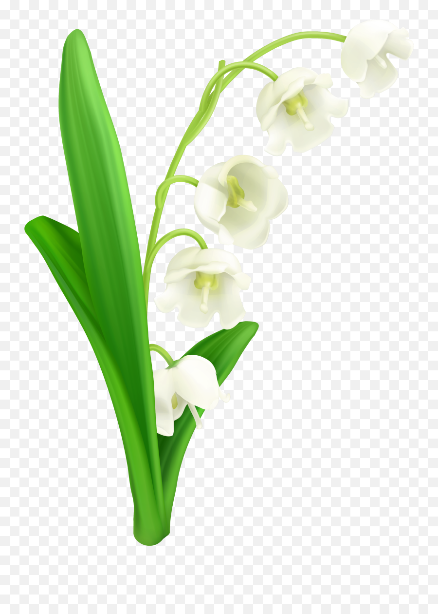 Valley Svg Library Download Png Files - Transparent Background Lily Of The Valley Png,Lilly Png