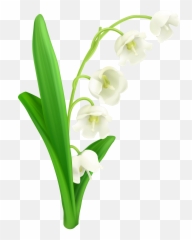 Valley Svg Library Download Png Files - Transparent Background Lily Of The Valley Png,Lilly Png