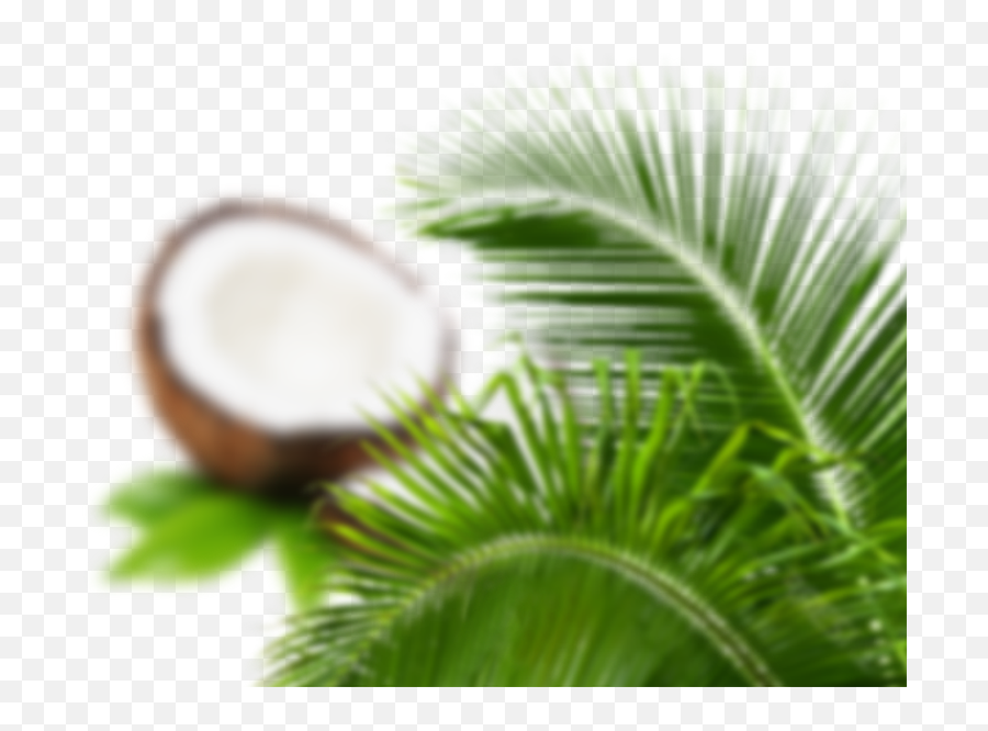 Close - Up Highresolution Png Festivalclacacat,Palm Leaves Png