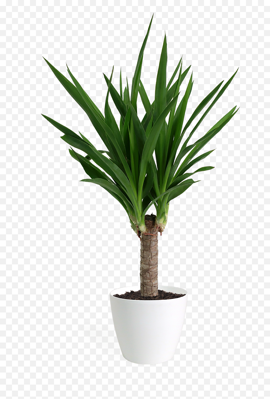 Yucca Cane Small - Yucca Png,Yucca Png