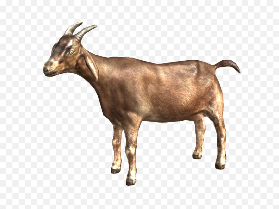 Fullscreen Page - Transparent Background Goat Clip Art Png,Goat Png