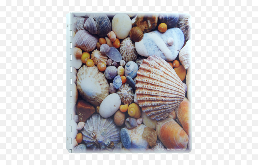 Seashell Beach Solid Aluminum Binder Covers And - Shell Png,Seashell Transparent