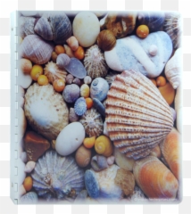 Seashell Beach Solid Aluminum Binder Covers And - Shell Png,Seashell Transparent