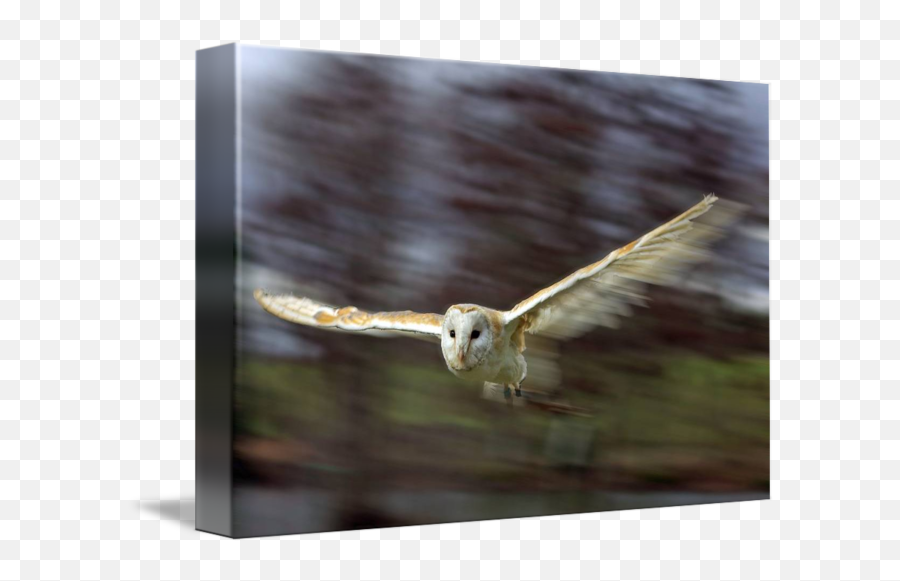 Barn Owl In Flight By Gordon Longmead - Barn Owl Png,Barn Owl Png