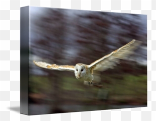 Barn Owl In Flight By Gordon Longmead - Barn Owl Png,Barn Owl Png