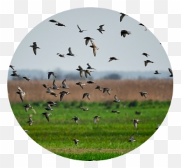 Field U0026 Row Crops - Bird Gard Birds In The png