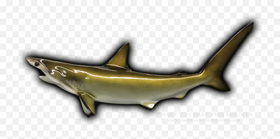 34 Hammerhead Shark Fish Mount Replica R - 899 Pacific Sturgeon Png,Hammerhead Shark Png