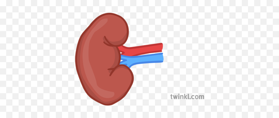 Kidney 1 Illustration - Twinkl Woomera And Spear Png,Kidney Png