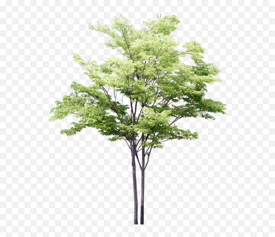 Download Hd Arbres - 3d Trees Png For Photoshop Transparent,Png Trees For Photoshop