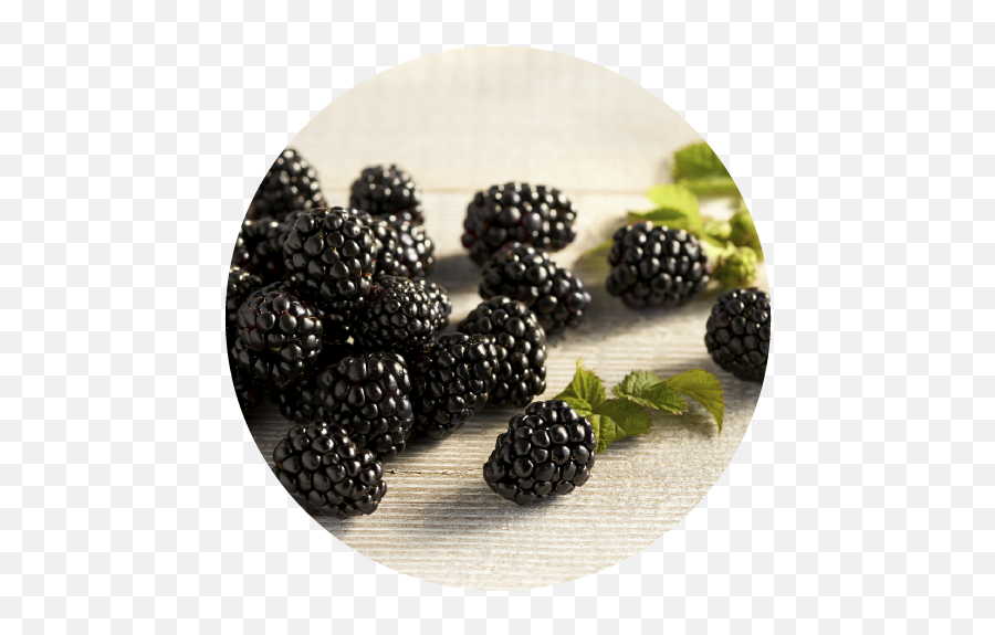 Our Berries The Fresh Berry Company - Boysenberry Png,Blackberries Png