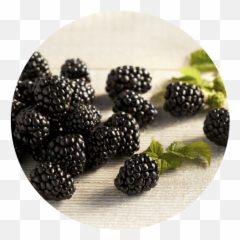 Our Berries The Fresh Berry Company - Boysenberry Png,Blackberries Png