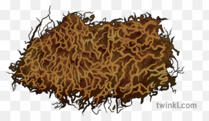 Dry Tobacco Leaf Illustration - Curly Png,Tobacco Leaf Png