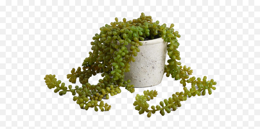 Faux String Of Pearls Plant In Textured Pot - Atring Of Pearls Plant Png,String Of Pearls Png