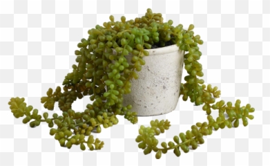 Faux String Of Pearls Plant In Textured Pot - Atring png
