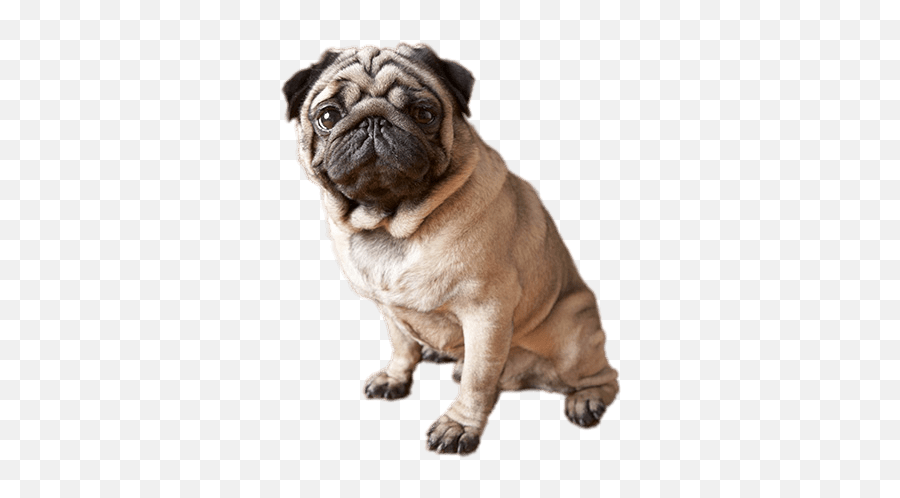Sitting Pug Transparent Png - Stickpng Top 5 Cute Dog Breeds,Dog Sitting Png