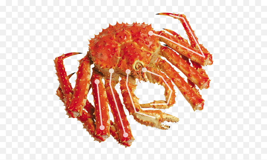 Learn More About King Crab - Cancer Png,Crab Legs Png