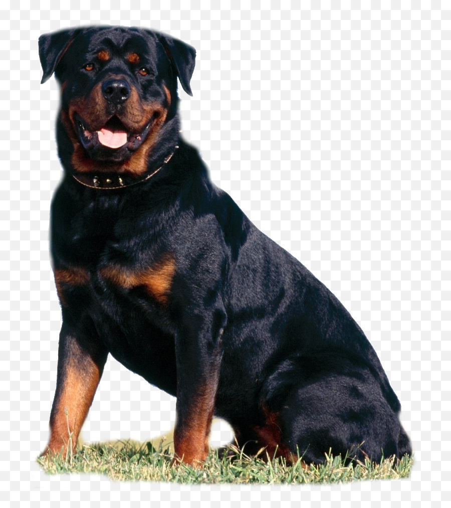 Vicious Dogs Png - Rottweiler Png Transparent Cartoon Rottweiler Png,Dogs Png