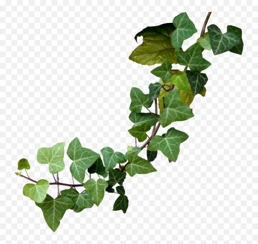 Poison Ivy Plant Drawing - Transparent Poison Ivy Png,Ivy Png