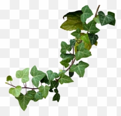 Poison Ivy Plant Drawing - Transparent Poison Ivy Png,Ivy Png